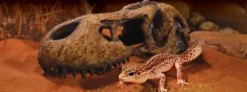 New Exo Terra T-Rex kranie lille Huler Til Terrarier