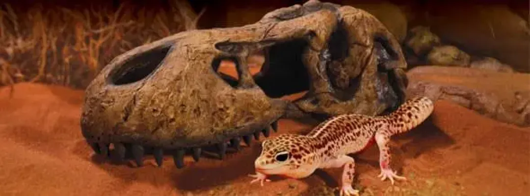 New Exo Terra T-Rex kranie lille Huler Til Terrarier