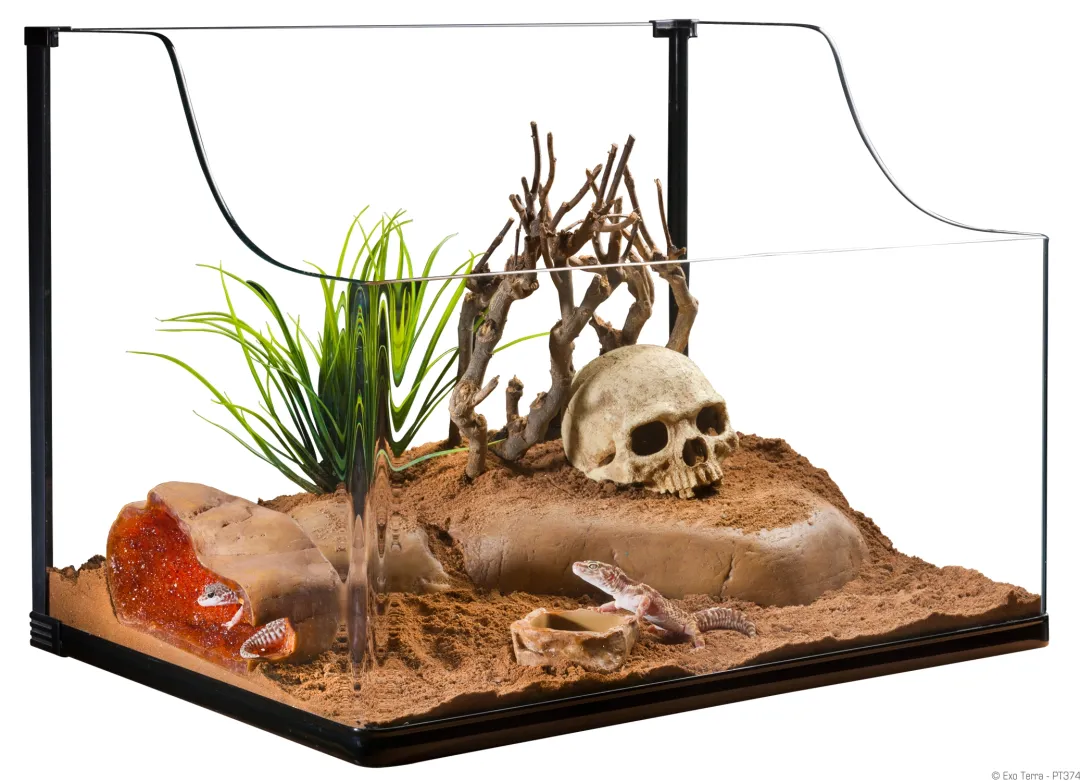 Best Exo Terra Turtle Grass Terrarieplanter