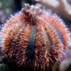 Hot Farvet Pynte Søpindsvin (Mespilla globulus) Anemone, Bløddyr Og Snegle Til Saltvand