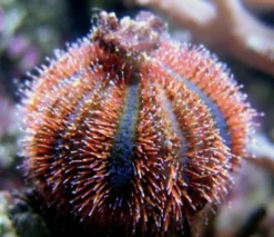 Hot Farvet Pynte Søpindsvin (Mespilla globulus) Anemone, Bløddyr Og Snegle Til Saltvand