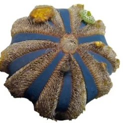 Hot Farvet Pynte Søpindsvin (Mespilla globulus) Anemone, Bløddyr Og Snegle Til Saltvand