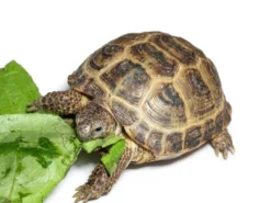 Clearance Feriepasning Skildpadde pr påbegyndt uge Krybdyr