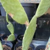 Online Figenkaktus til landskildpadder (Opuntia ficus indica) Foder & Vitaminer Til Krybdyr