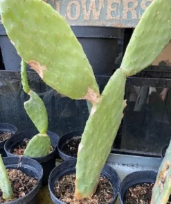 Online Figenkaktus til landskildpadder (Opuntia ficus indica) Foder & Vitaminer Til Krybdyr