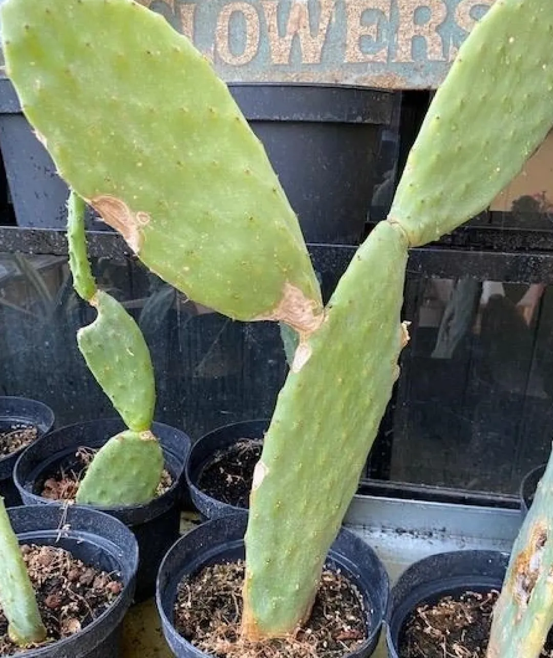 Online Figenkaktus til landskildpadder (Opuntia ficus indica) Foder & Vitaminer Til Krybdyr