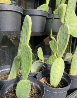 Online Figenkaktus til landskildpadder (Opuntia ficus indica) Foder & Vitaminer Til Krybdyr