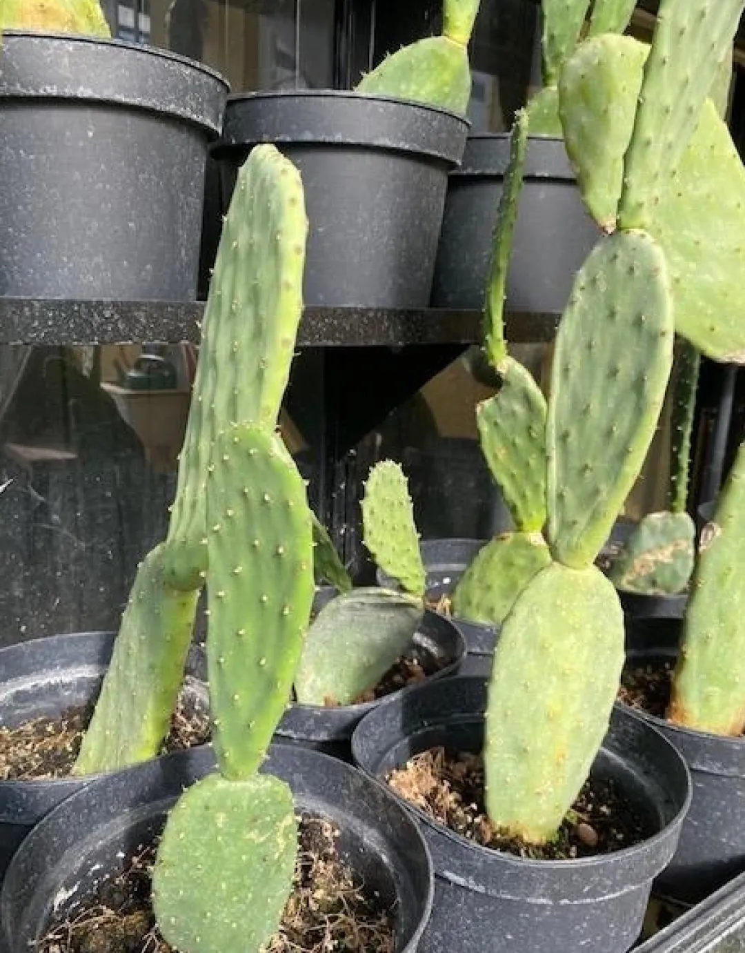 Online Figenkaktus til landskildpadder (Opuntia ficus indica) Foder & Vitaminer Til Krybdyr