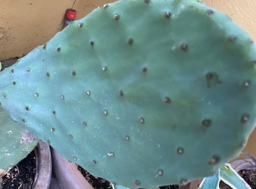 Online Figenkaktus til landskildpadder (Opuntia ficus indica) Foder & Vitaminer Til Krybdyr