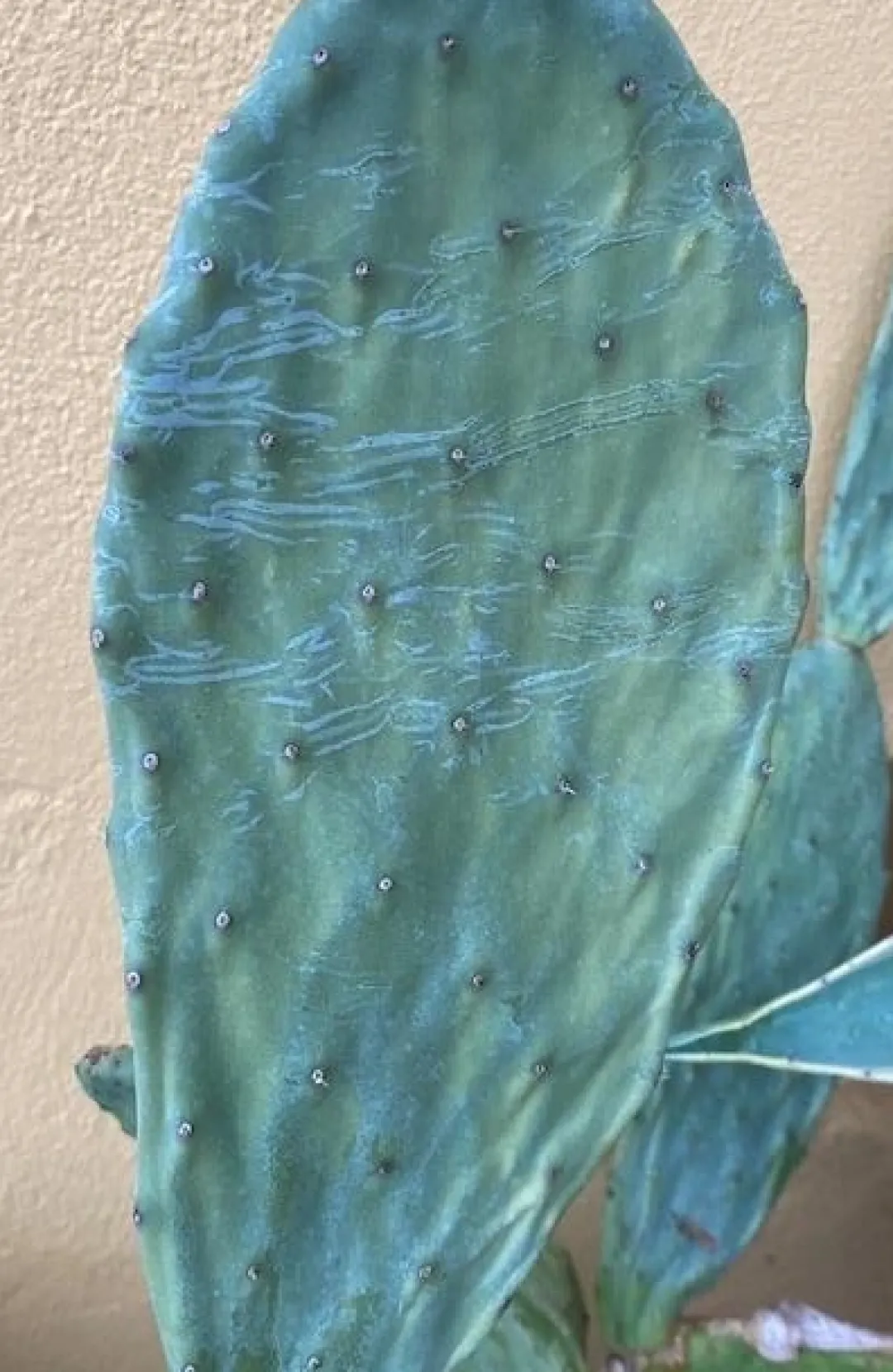 Online Figenkaktus til landskildpadder (Opuntia ficus indica) Foder & Vitaminer Til Krybdyr