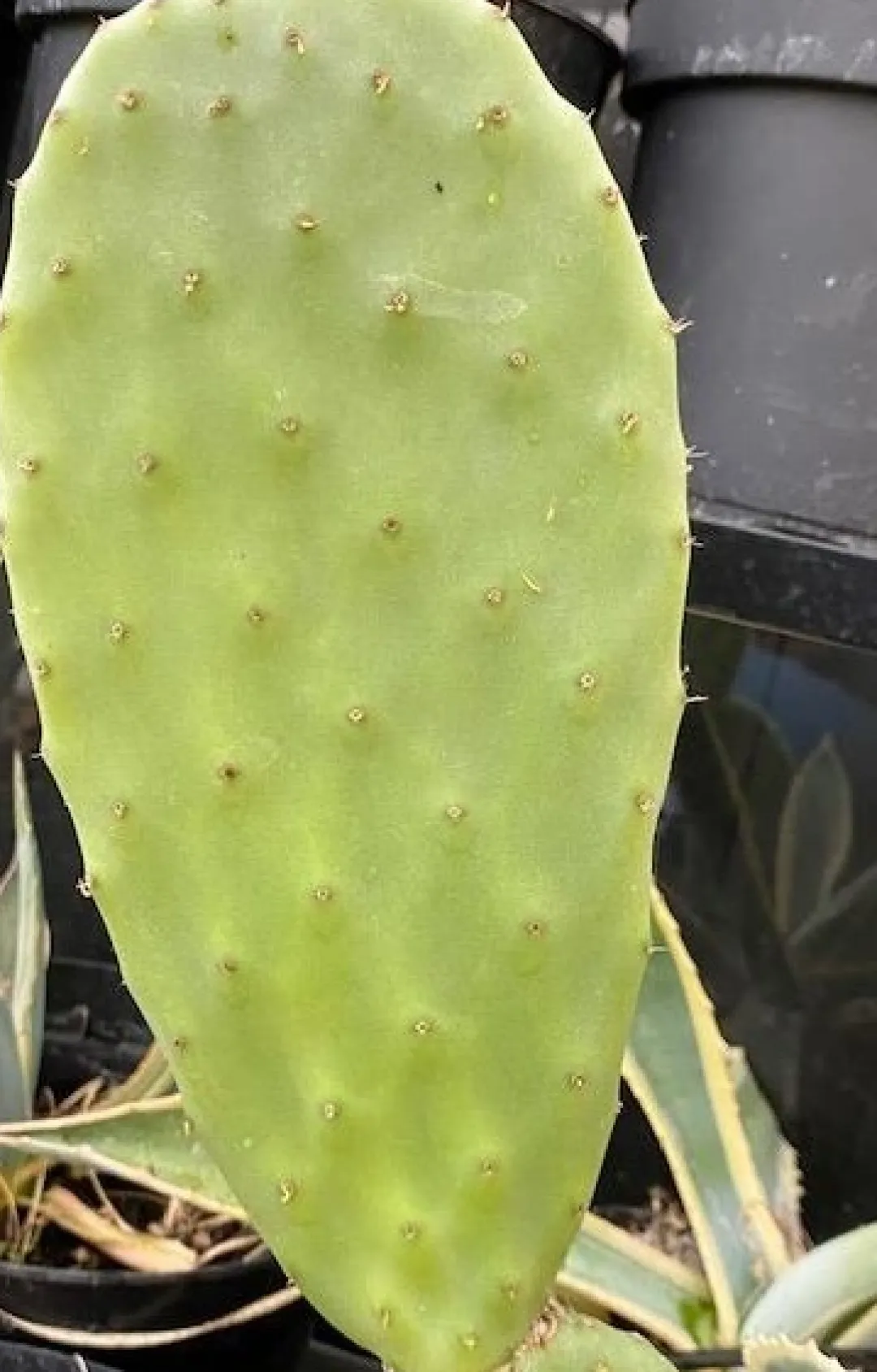 Online Figenkaktus til landskildpadder (Opuntia ficus indica) Foder & Vitaminer Til Krybdyr