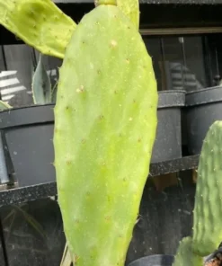 Online Figenkaktus til landskildpadder (Opuntia ficus indica) Foder & Vitaminer Til Krybdyr