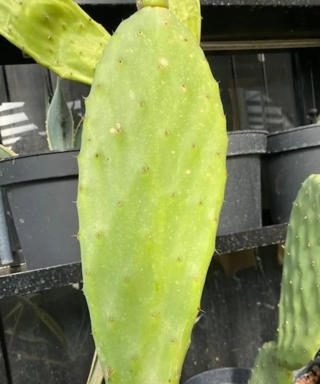 Online Figenkaktus til landskildpadder (Opuntia ficus indica) Foder & Vitaminer Til Krybdyr