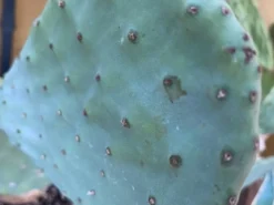 Online Figenkaktus til landskildpadder (Opuntia ficus indica) Foder & Vitaminer Til Krybdyr