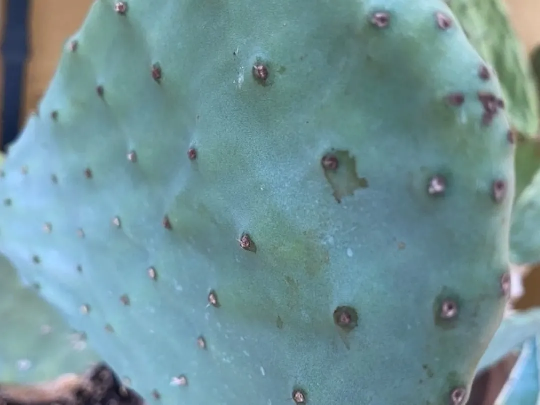 Online Figenkaktus til landskildpadder (Opuntia ficus indica) Foder & Vitaminer Til Krybdyr