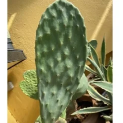 Online Figenkaktus til landskildpadder (Opuntia ficus indica) Foder & Vitaminer Til Krybdyr