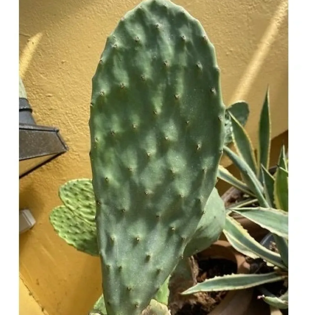 Online Figenkaktus til landskildpadder (Opuntia ficus indica) Foder & Vitaminer Til Krybdyr