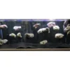 Best Flydende vægsten med sugekopper Lille (Wall Rock) Aquascaping