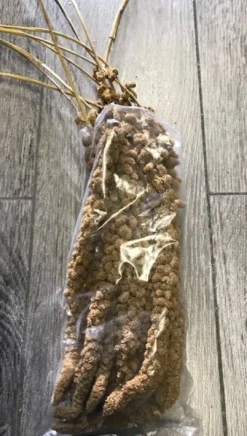 New Franske Gule Hirsekolber 10 stk Fuglefoder