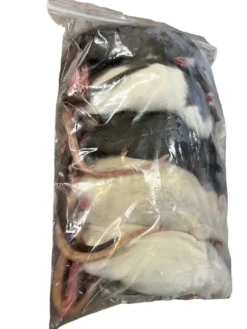 New Frosne 6 uger Rotter 90-120 g 5 stk Foder & Vitaminer Til Krybdyr
