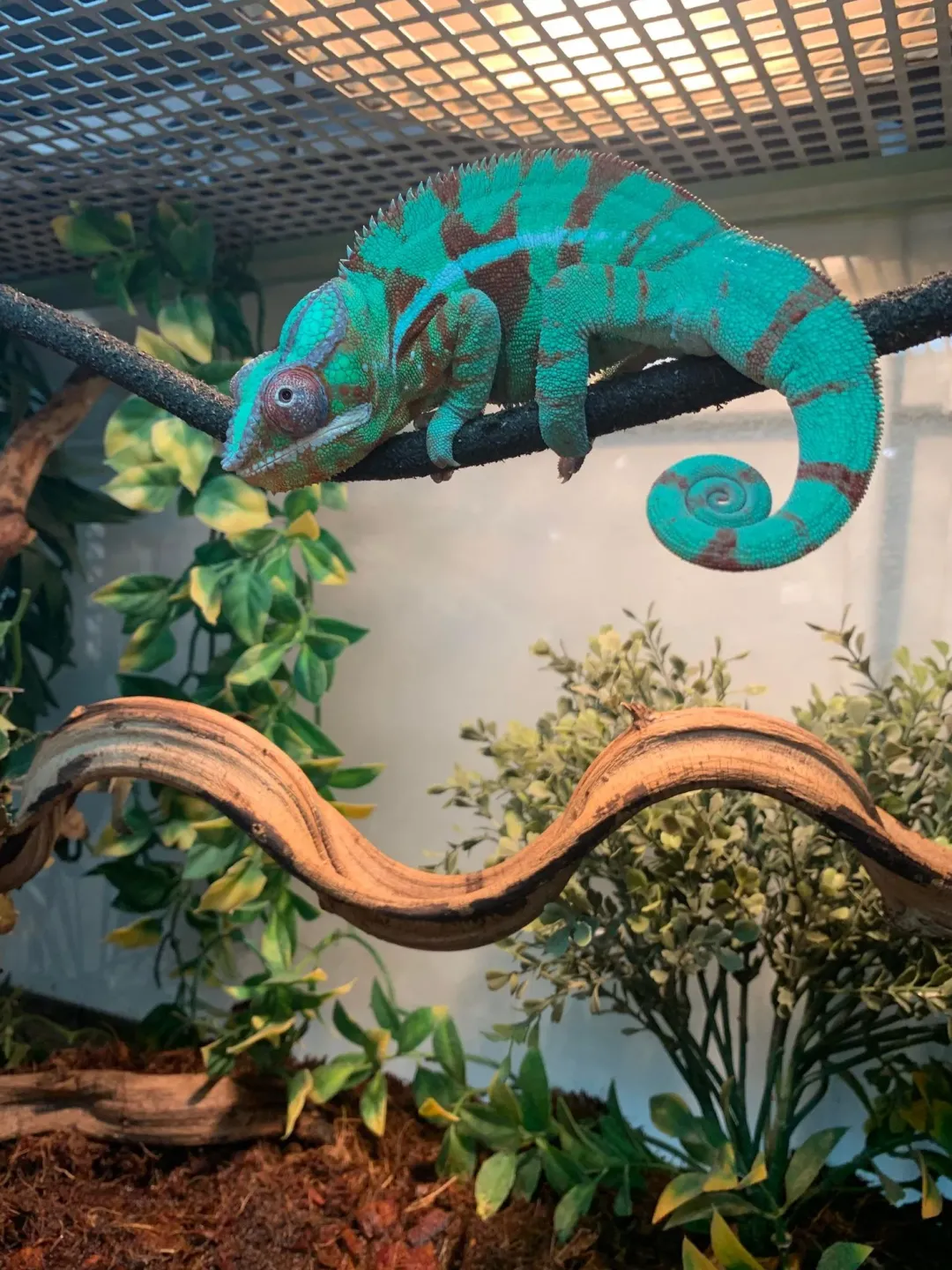 Sale Furcifer pardalis (Panter Kamæleon) Krybdyr