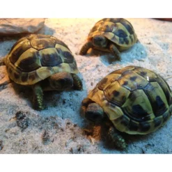 Outlet Græsk landskildpadde (Testudo Hermanni) Krybdyr