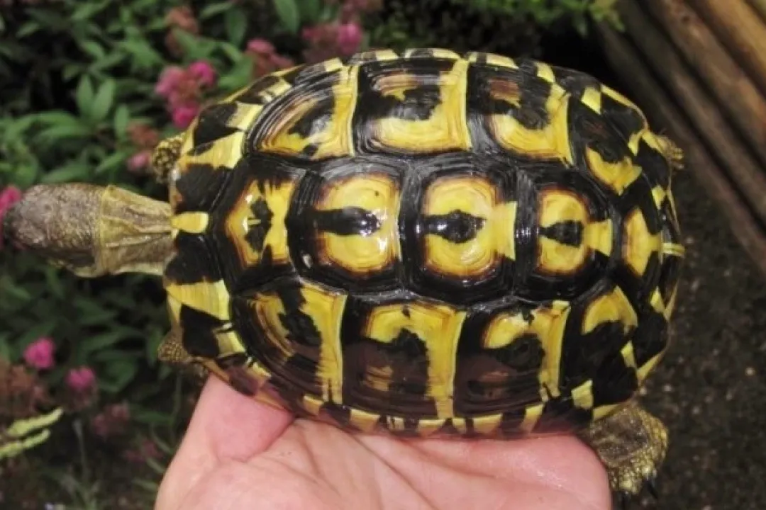 Hot Græsk landskildpadde (Testudo Hermanni hermanni) Krybdyr