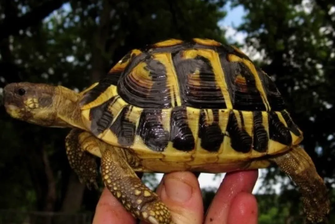 Hot Græsk landskildpadde (Testudo Hermanni hermanni) Krybdyr