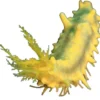 Outlet Gul Sø-agurk (Colochirus robustus) Anemone, Bløddyr Og Snegle Til Saltvand
