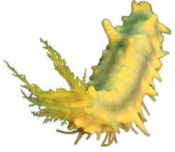 Outlet Gul Sø-agurk (Colochirus robustus) Anemone, Bløddyr Og Snegle Til Saltvand