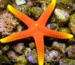 Discount Gul tippet Rød søstjerne (Fromia Pacifica) Anemone, Bløddyr Og Snegle Til Saltvand