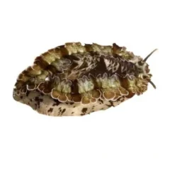Discount Haliotis asinina Abalone 6-10 cm Anemone, Bløddyr Og Snegle Til Saltvand