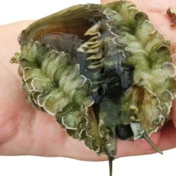 Discount Haliotis asinina Abalone 6-10 cm Anemone, Bløddyr Og Snegle Til Saltvand