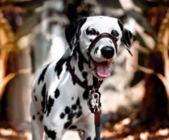 Sale OptiFit snudesele til hund stor Hundeseler Til Alle Behov Og Hundestørrelser