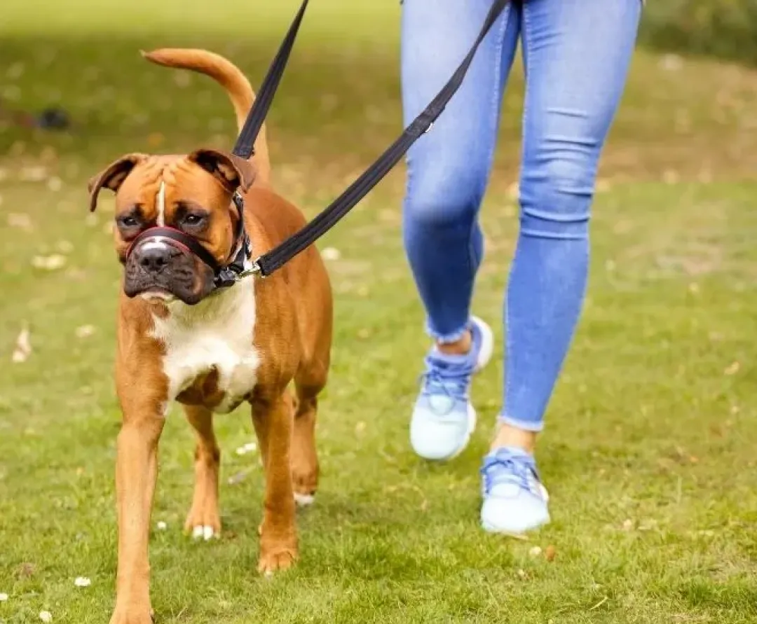Sale OptiFit snudesele til hund stor Hundeseler Til Alle Behov Og Hundestørrelser