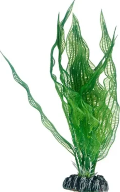 New Aponogeton 25 cm Akvarieplanter