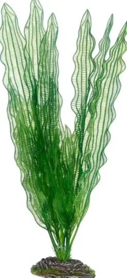 Online Aponogeton 39 cm Akvarieplanter