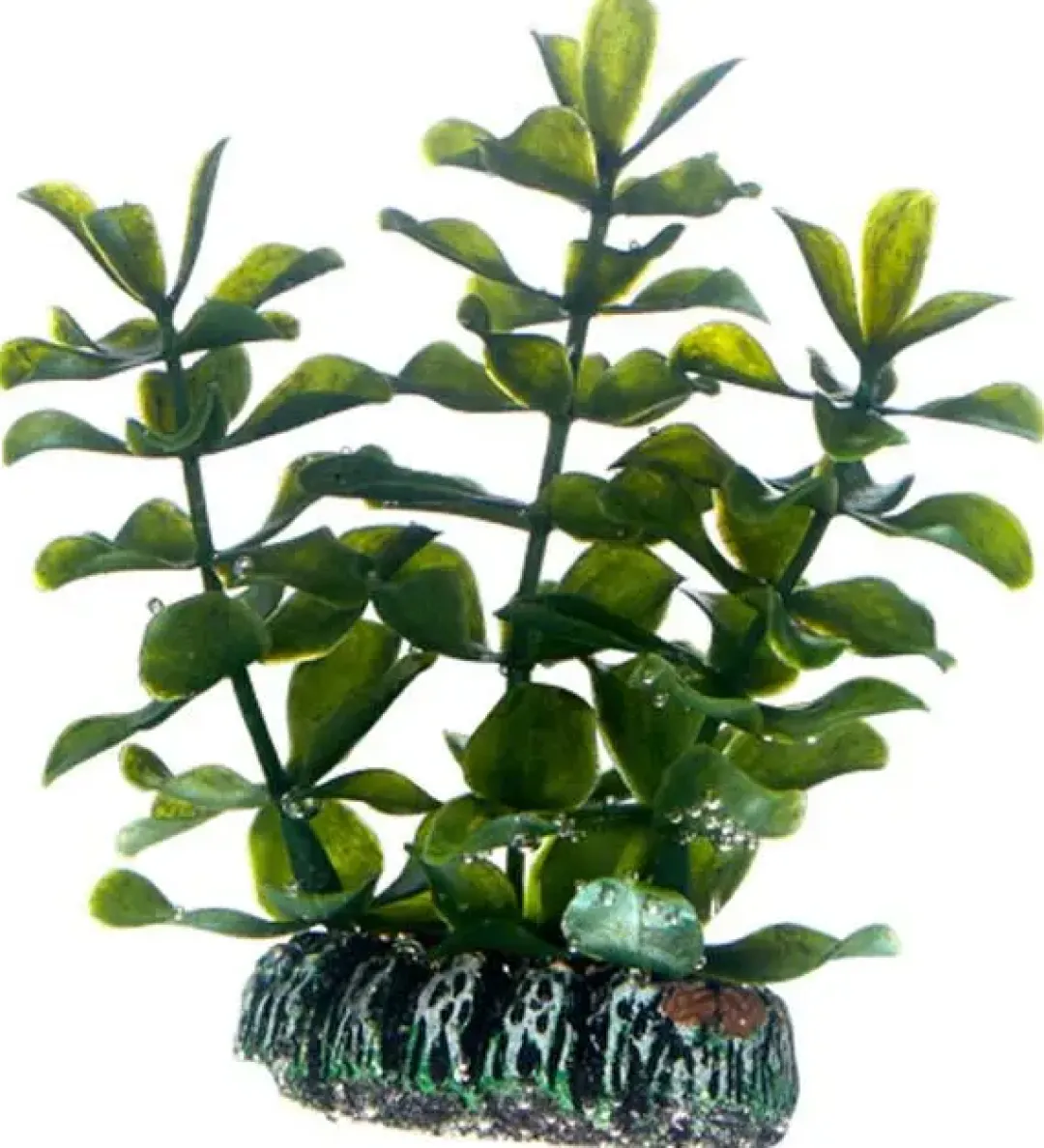 Outlet Bacopa 7 cm Akvarieplanter