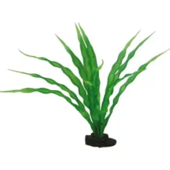 Best Crinum 29 cm Akvarieplanter
