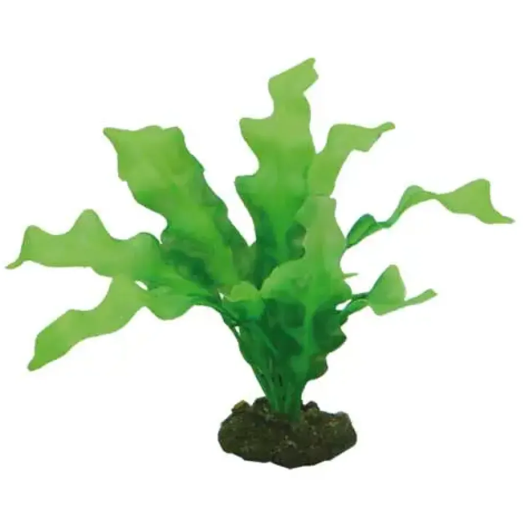 Outlet Echinodrus 20 cm Akvarieplanter