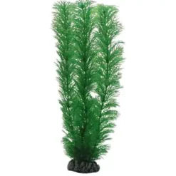 Clearance Egeria 20 cm Akvarieplanter