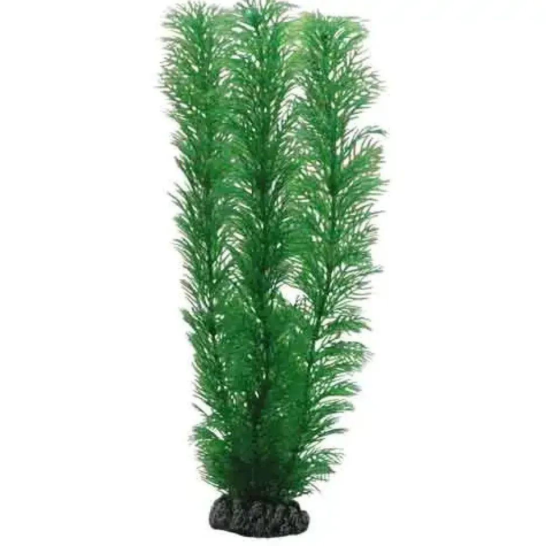 Clearance Egeria 20 cm Akvarieplanter