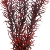 Sale Eusteralis 20 cm Akvarieplanter