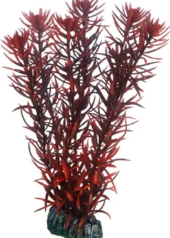 Sale Eusteralis 20 cm Akvarieplanter