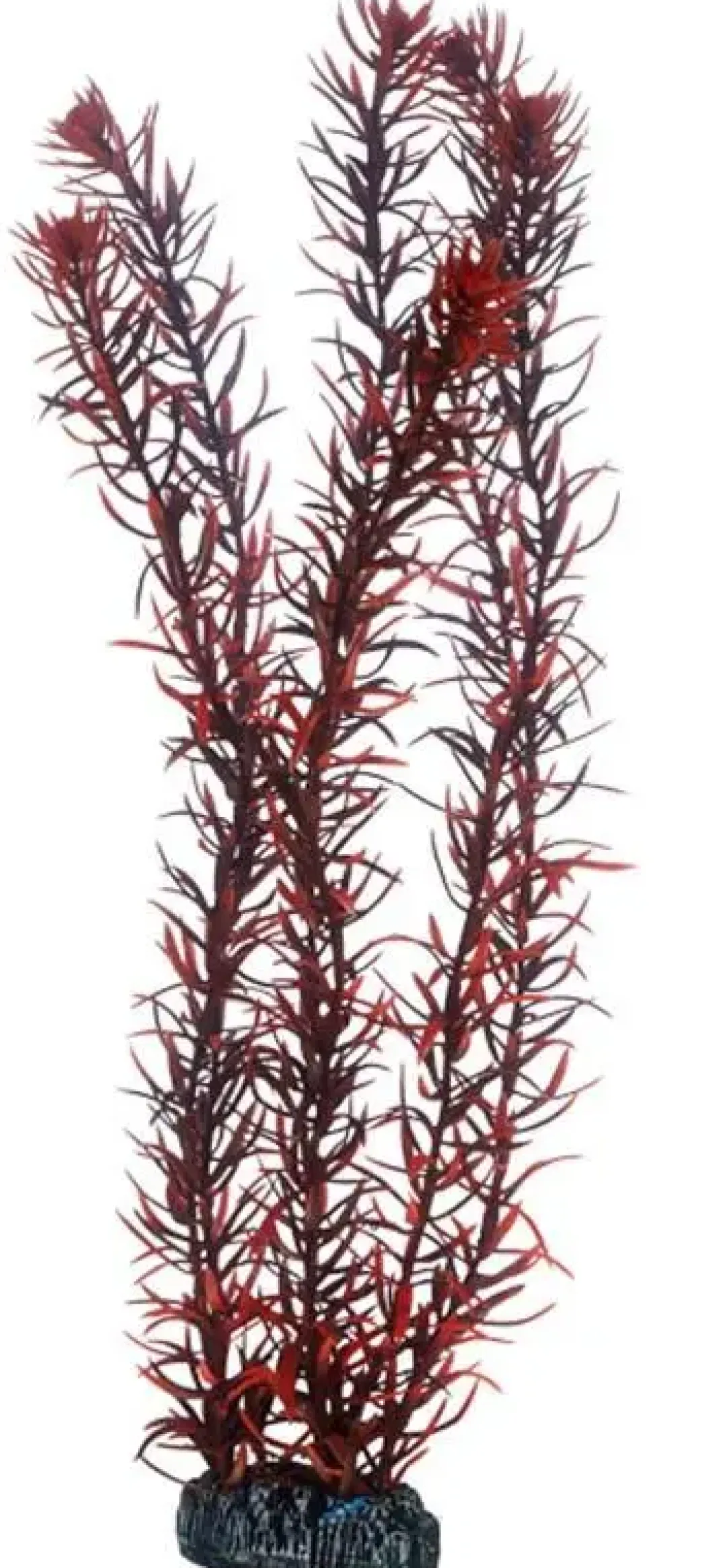 Online Eusteralis 39 cm Akvarieplanter