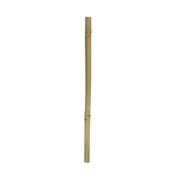 Gul bambus 50 cm Ø 2 - 3 cm. Dekoration Til Terrarier