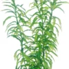 Best Heteranthera 25 cm Akvarieplanter
