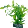 Best Hygrophila 20 cm Akvarieplanter