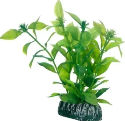 Best Hygrophila 20 cm Akvarieplanter