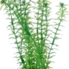 Discount Lagarosiphon 20 cm Akvarieplanter